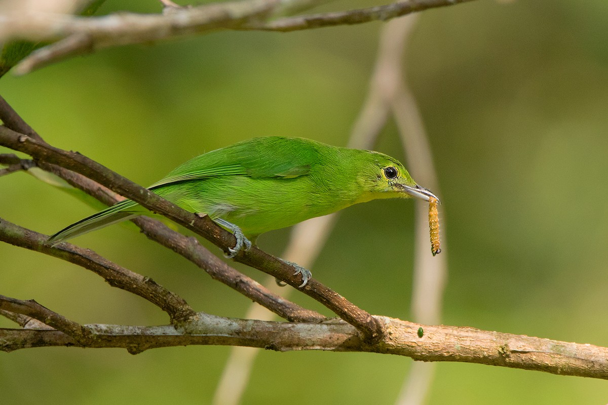 Lesser Green Leafbird - ML175852551