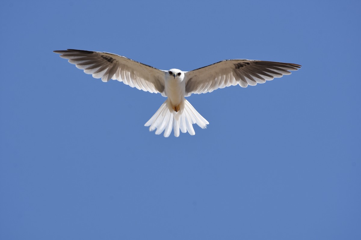 White-tailed Kite - Mauricio López