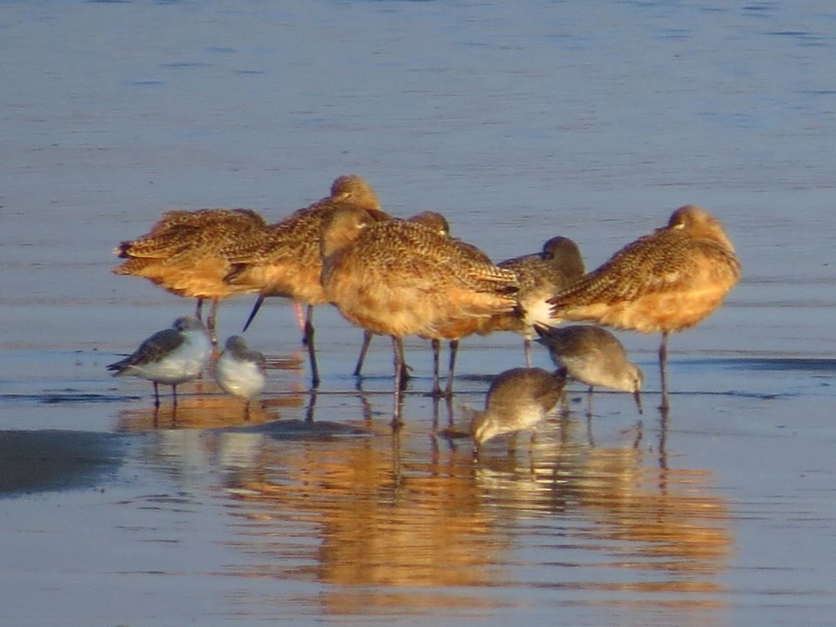 Red Knot - ML175858821
