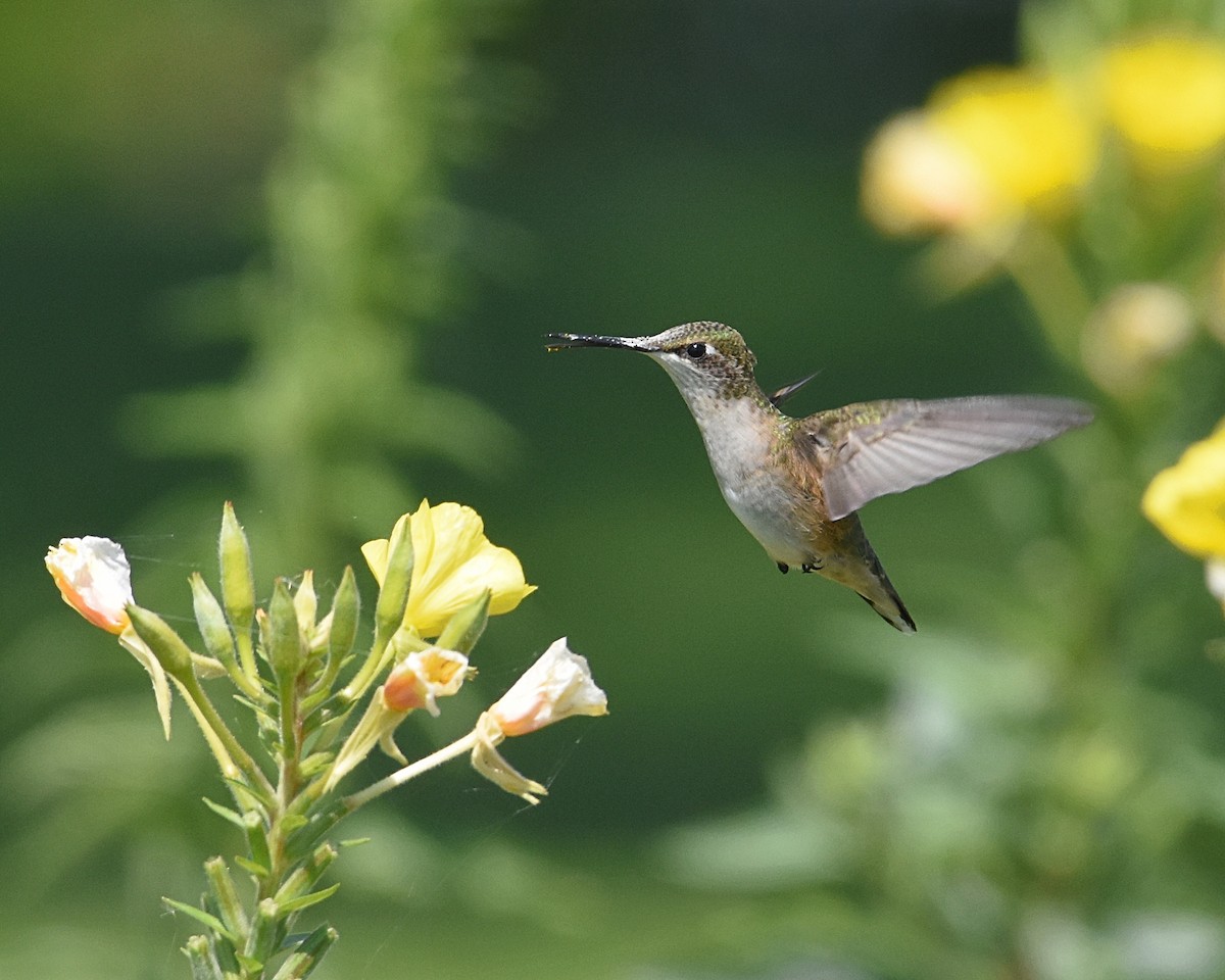 Ruby-throated Hummingbird - Brian Hicks