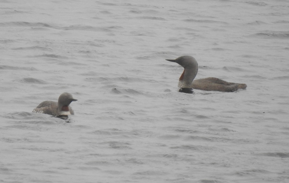 Red-throated Loon - ML175861661