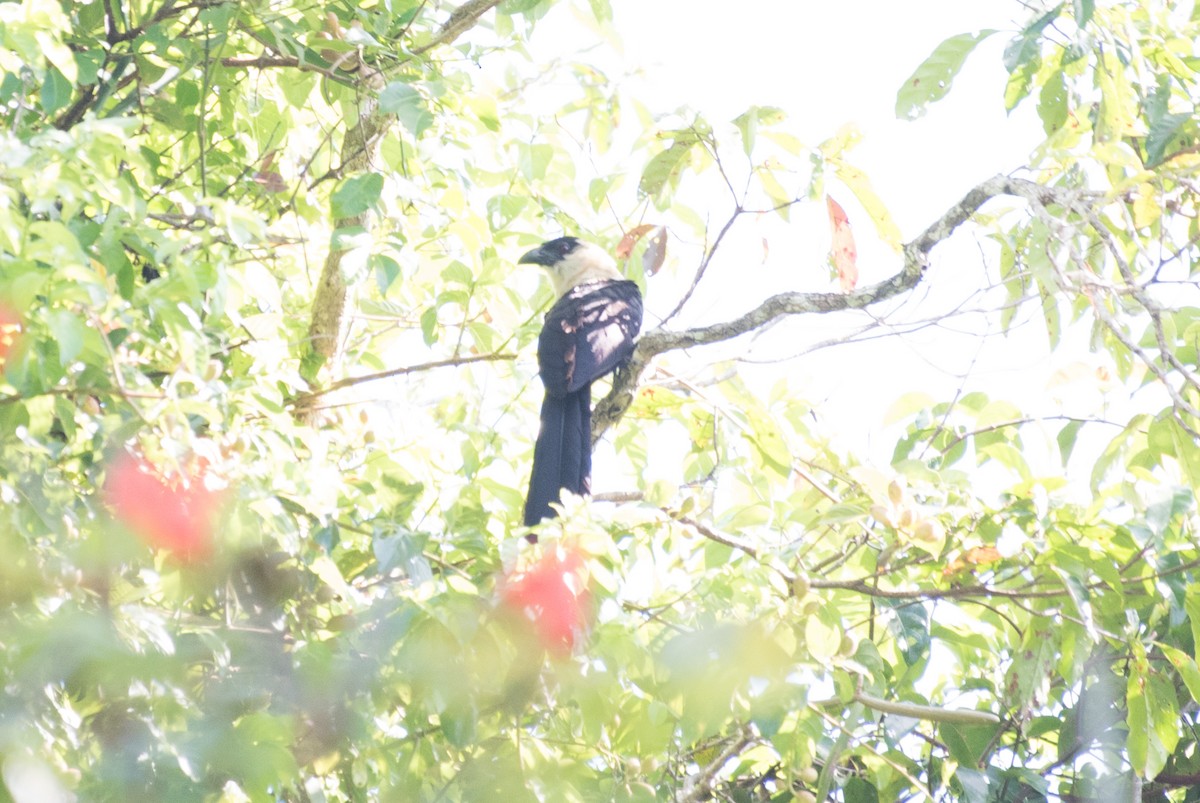 Pied Coucal - ML175868661