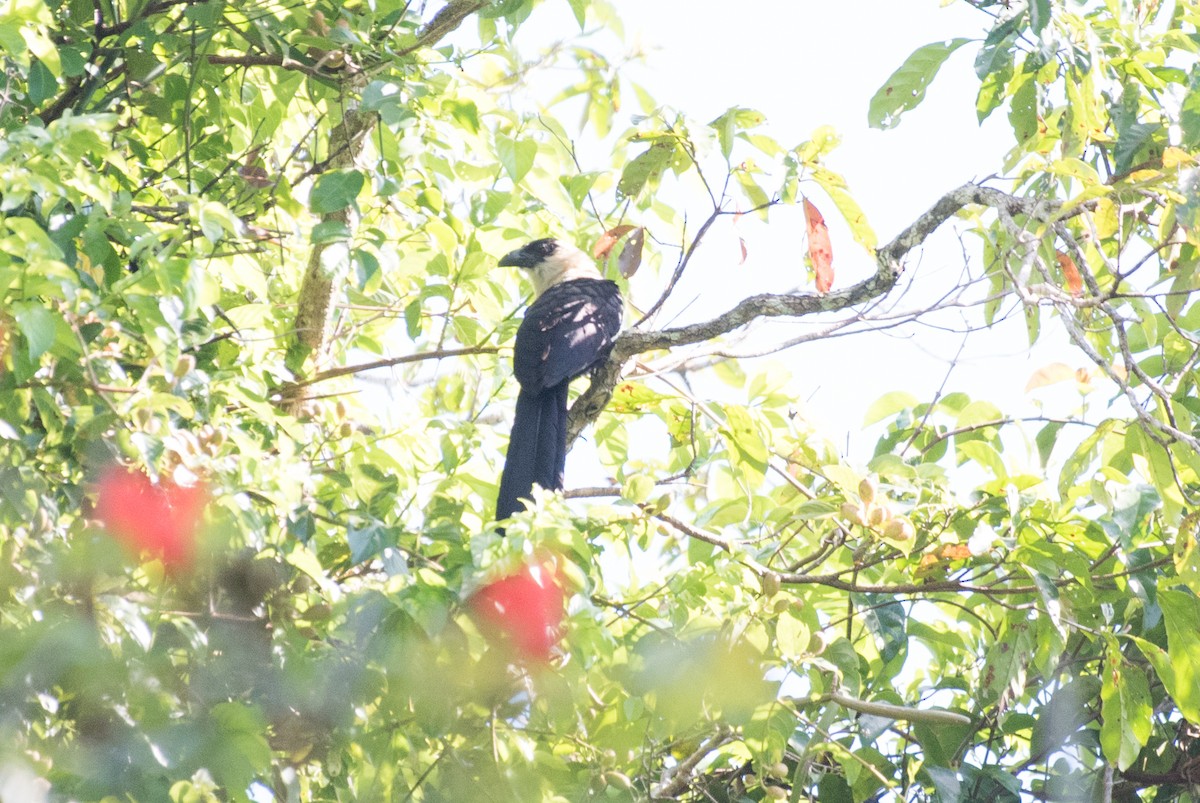 Pied Coucal - ML175868681