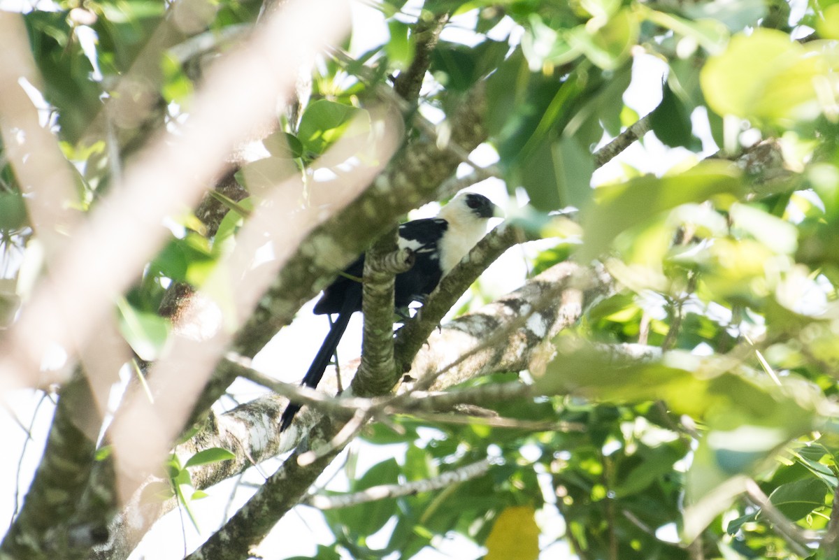 Pied Coucal - ML175868691