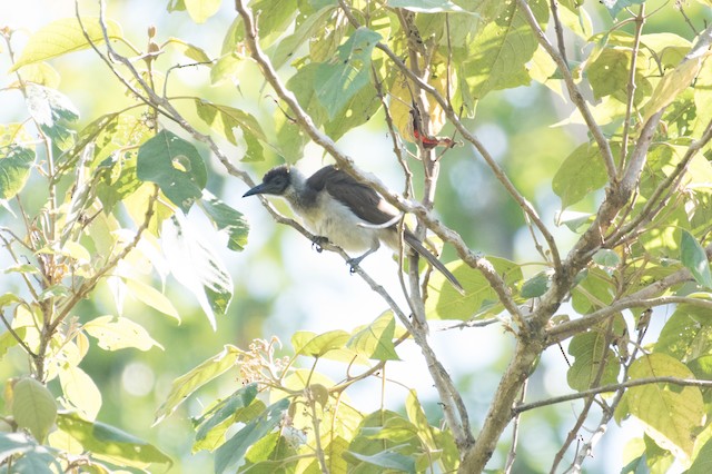 New Britain Friarbird