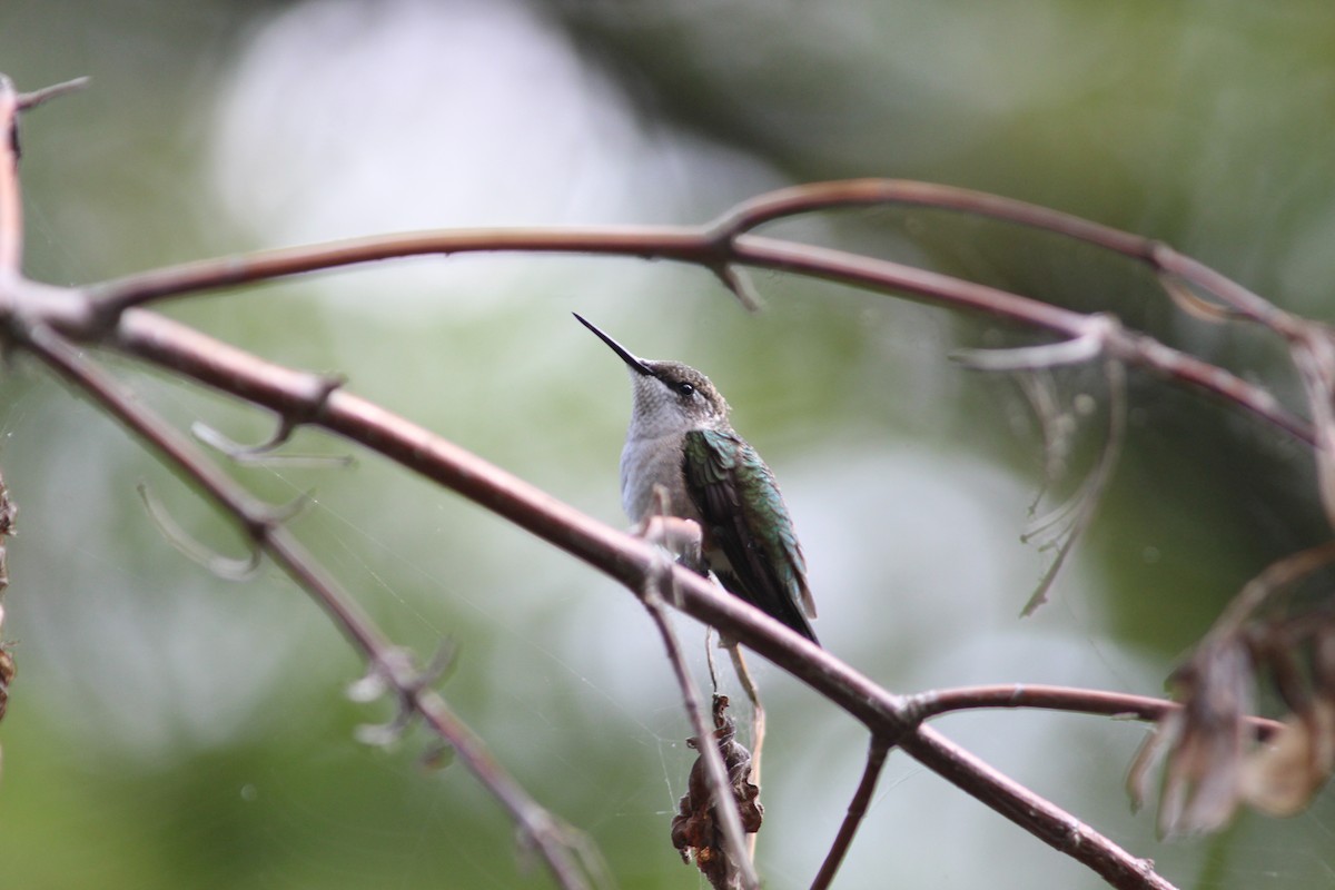 Ruby-throated Hummingbird - Tony Gazso