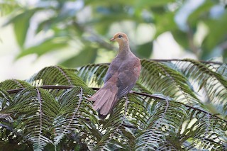 Amboyna Cuckoo-Dove, ML175869691