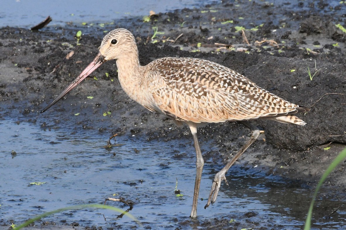 Marbled Godwit - Lewis Gray