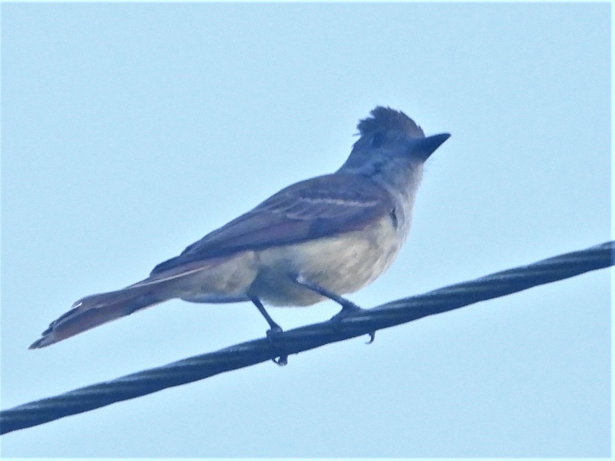 Brown-crested Flycatcher - Gil Aburto-Avila