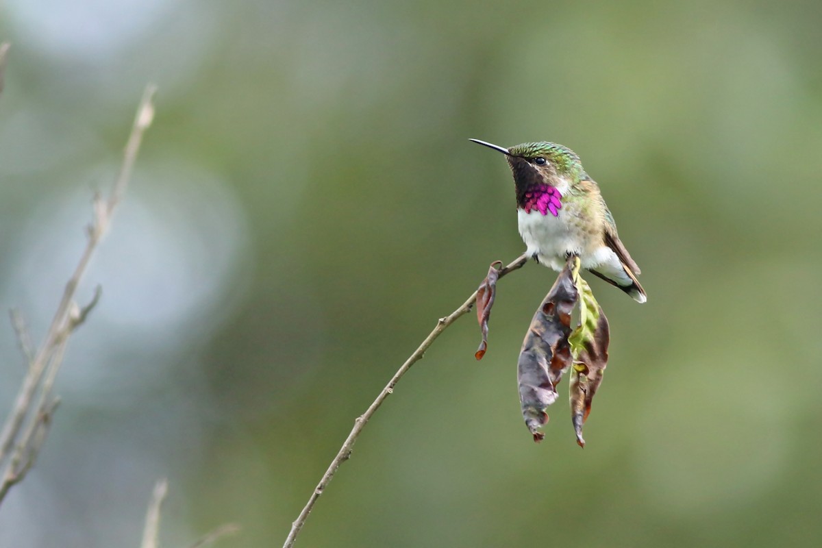 Bumblebee Hummingbird - Jeremiah Trimble