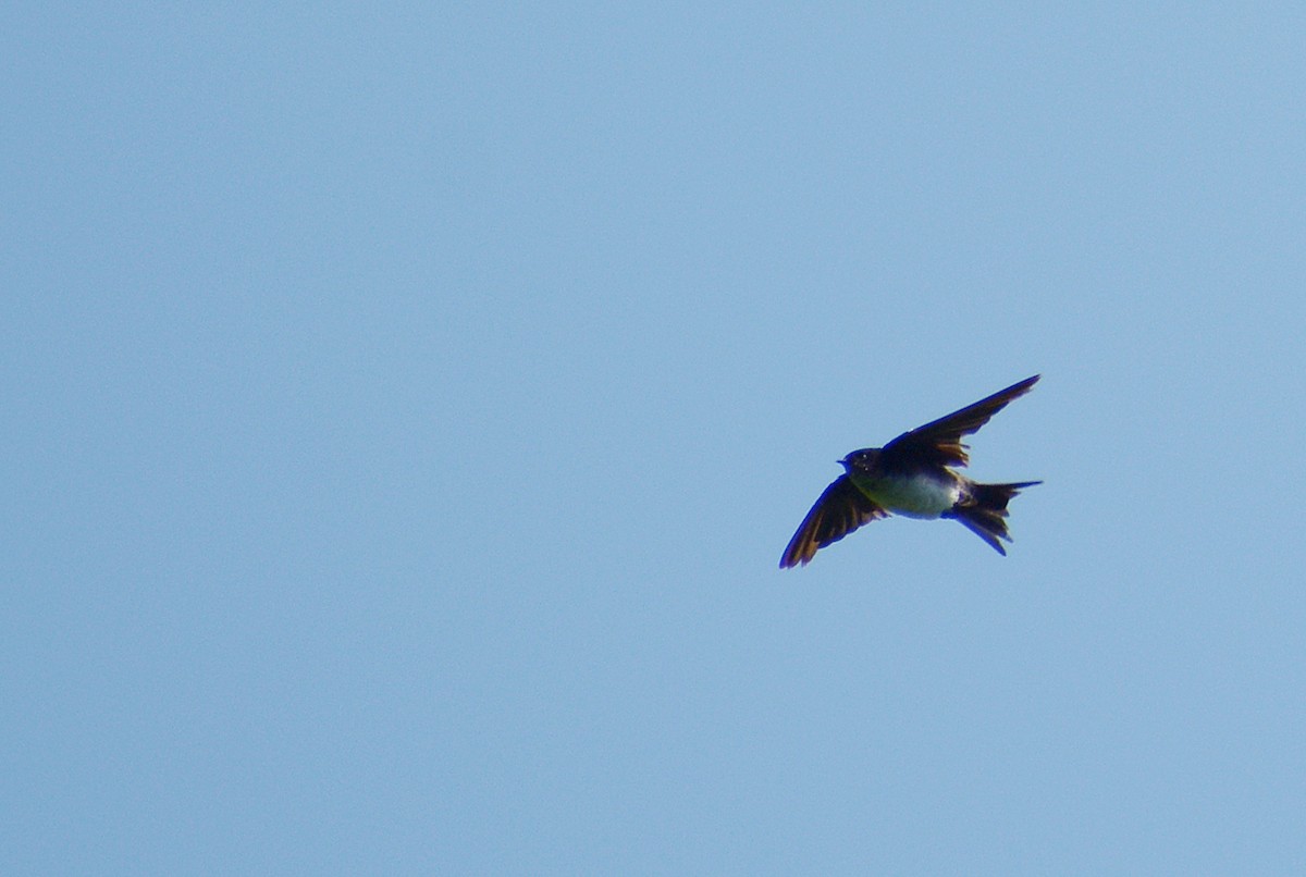 Black-capped Swallow - ML175875931