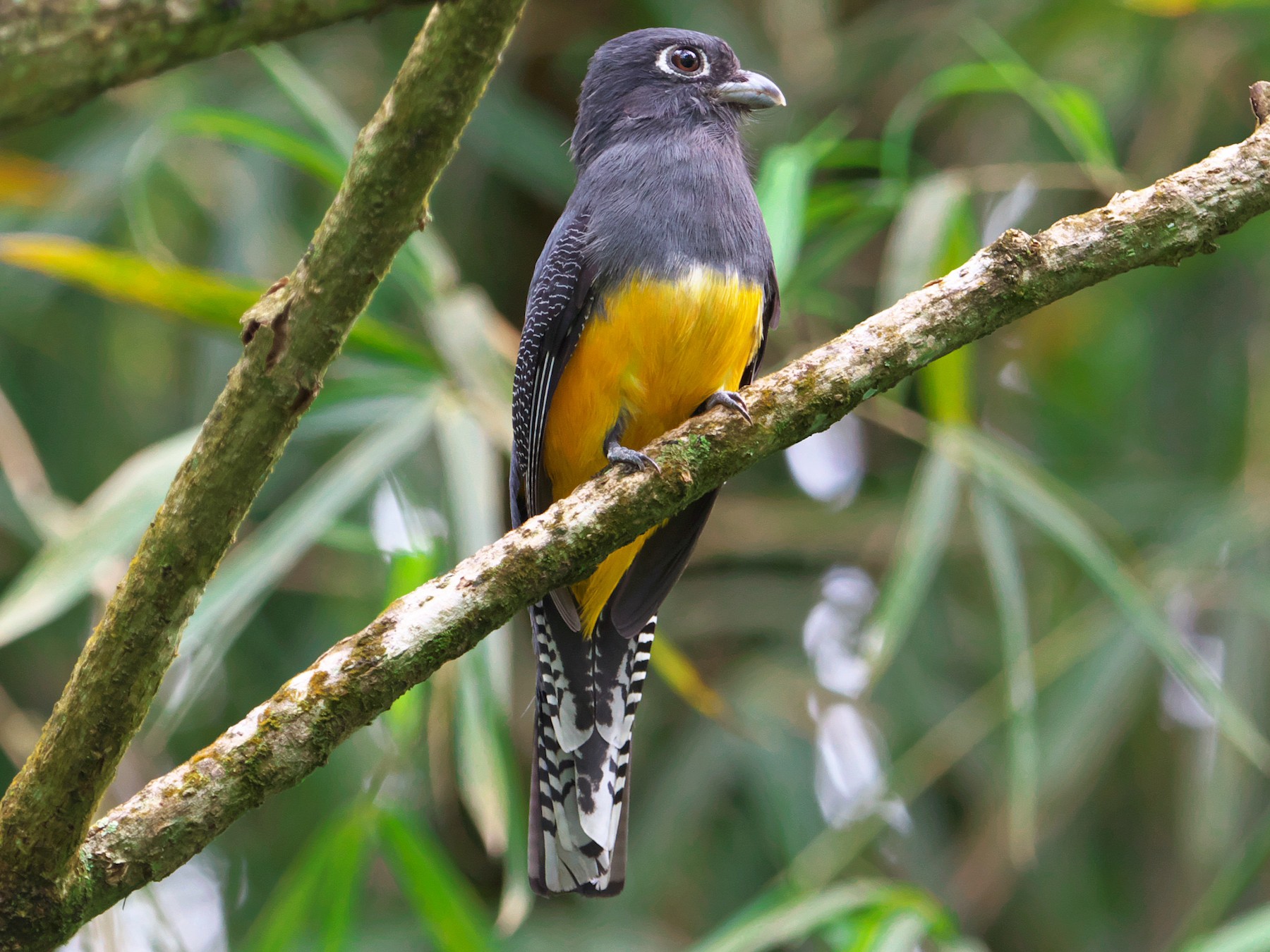 Guianan Trogon - Paul Tavares