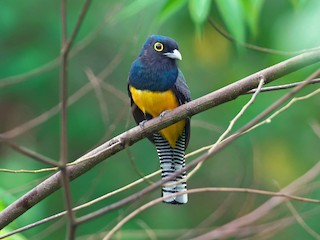 ヒメキヌバネドリ - eBird ヒメキヌバネドリ - eBird
