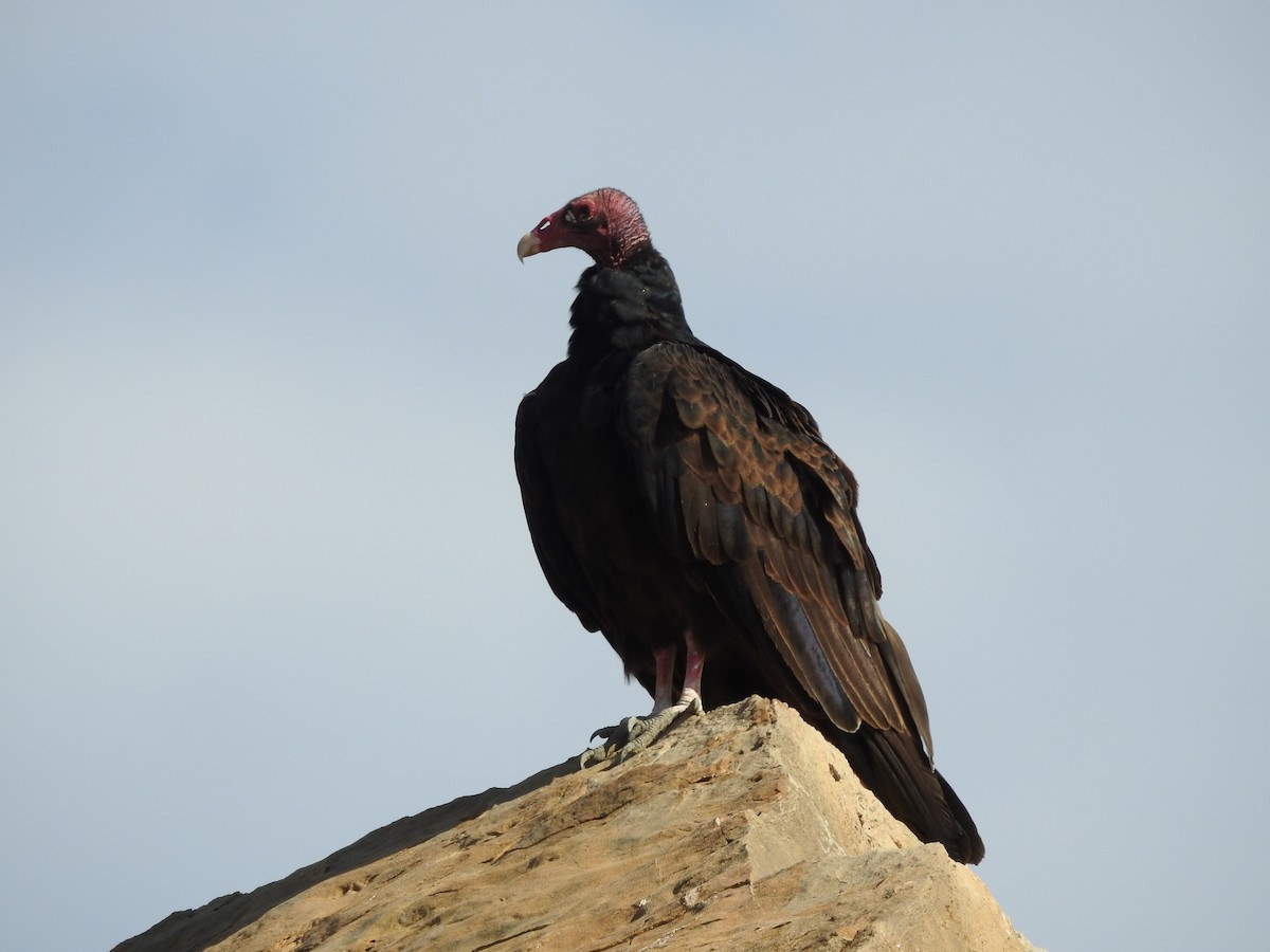 Turkey Vulture - ML175877461