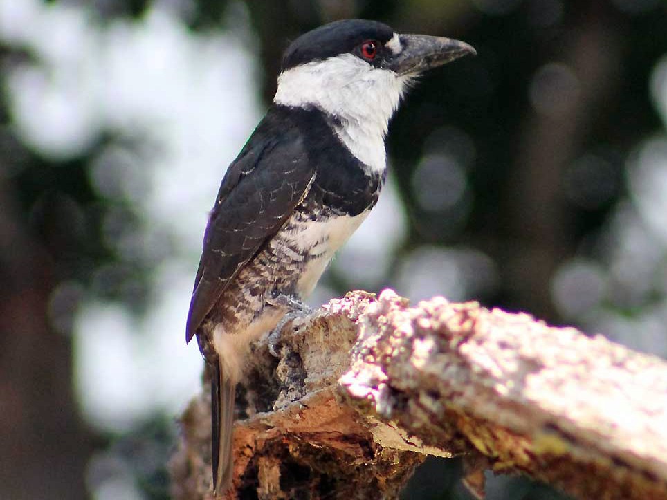 Guianan Puffbird - Nelson Lage