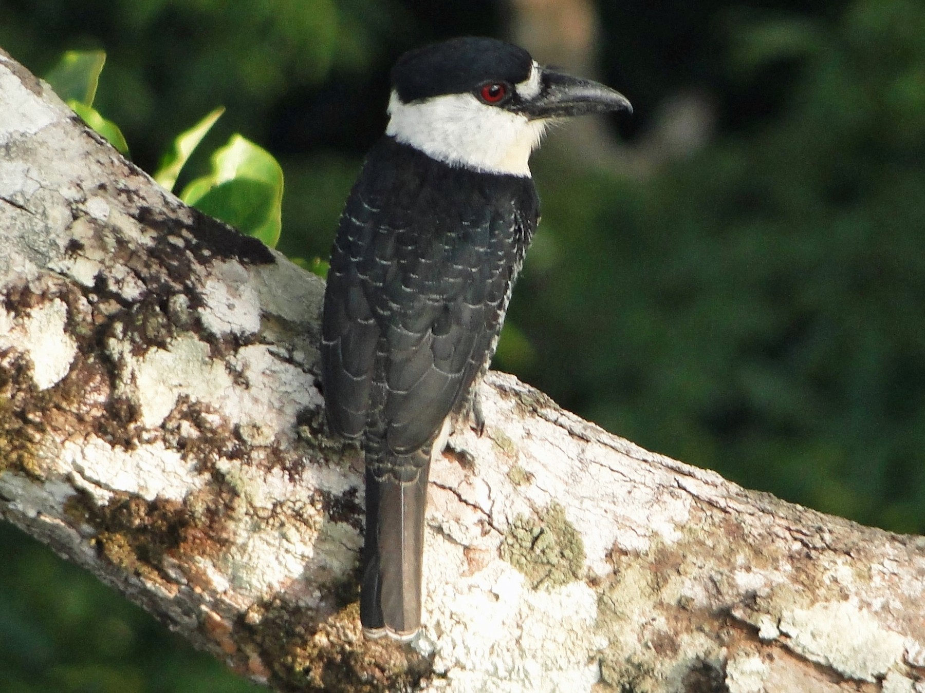 Guianan Puffbird - Carlos Otávio Gussoni