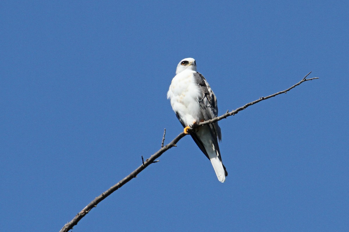 White-tailed Kite - Jamie Chavez