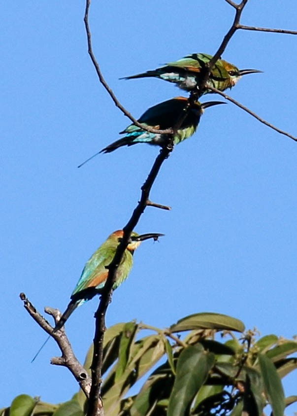Rainbow Bee-eater - Tom Driscoll