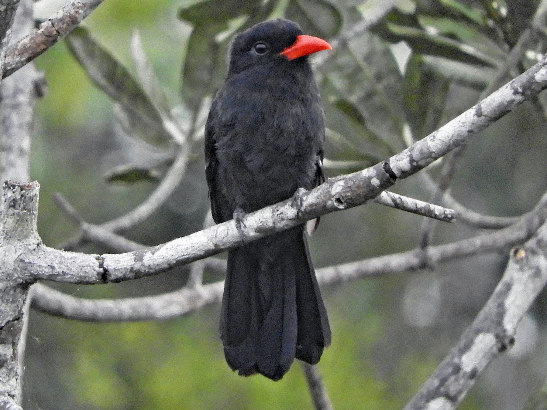 Black Nunbird - Ray Wershler
