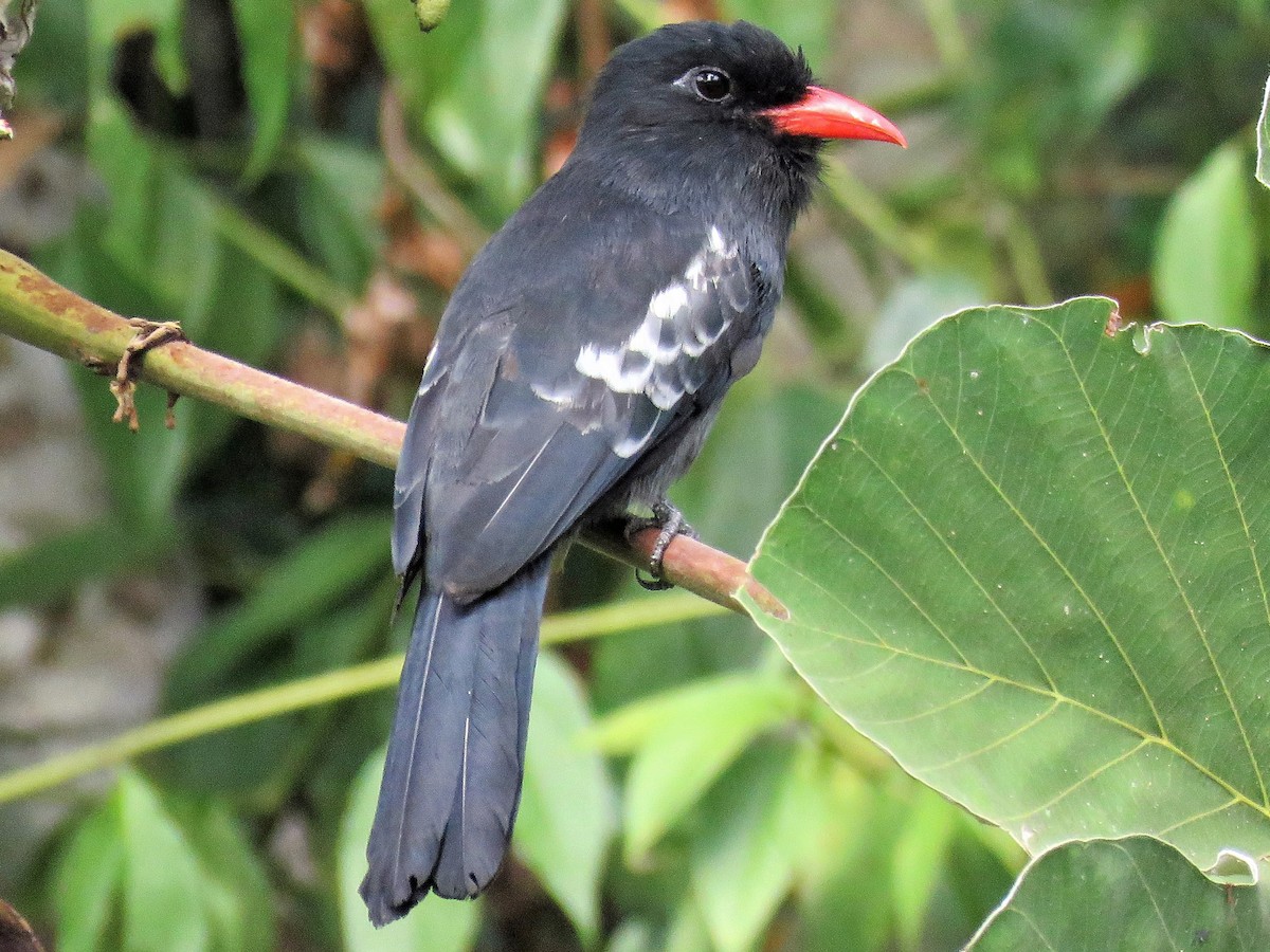 Black Nunbird - Monasa atra - Birds of the World