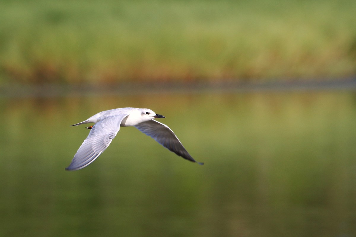 Gull-billed Tern - Neal Morris