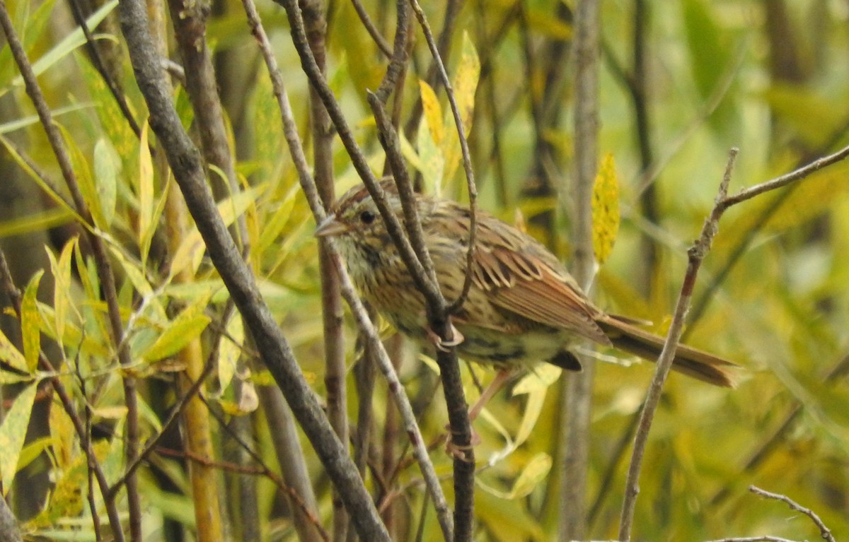 Lincoln's Sparrow - Tresa Moulton
