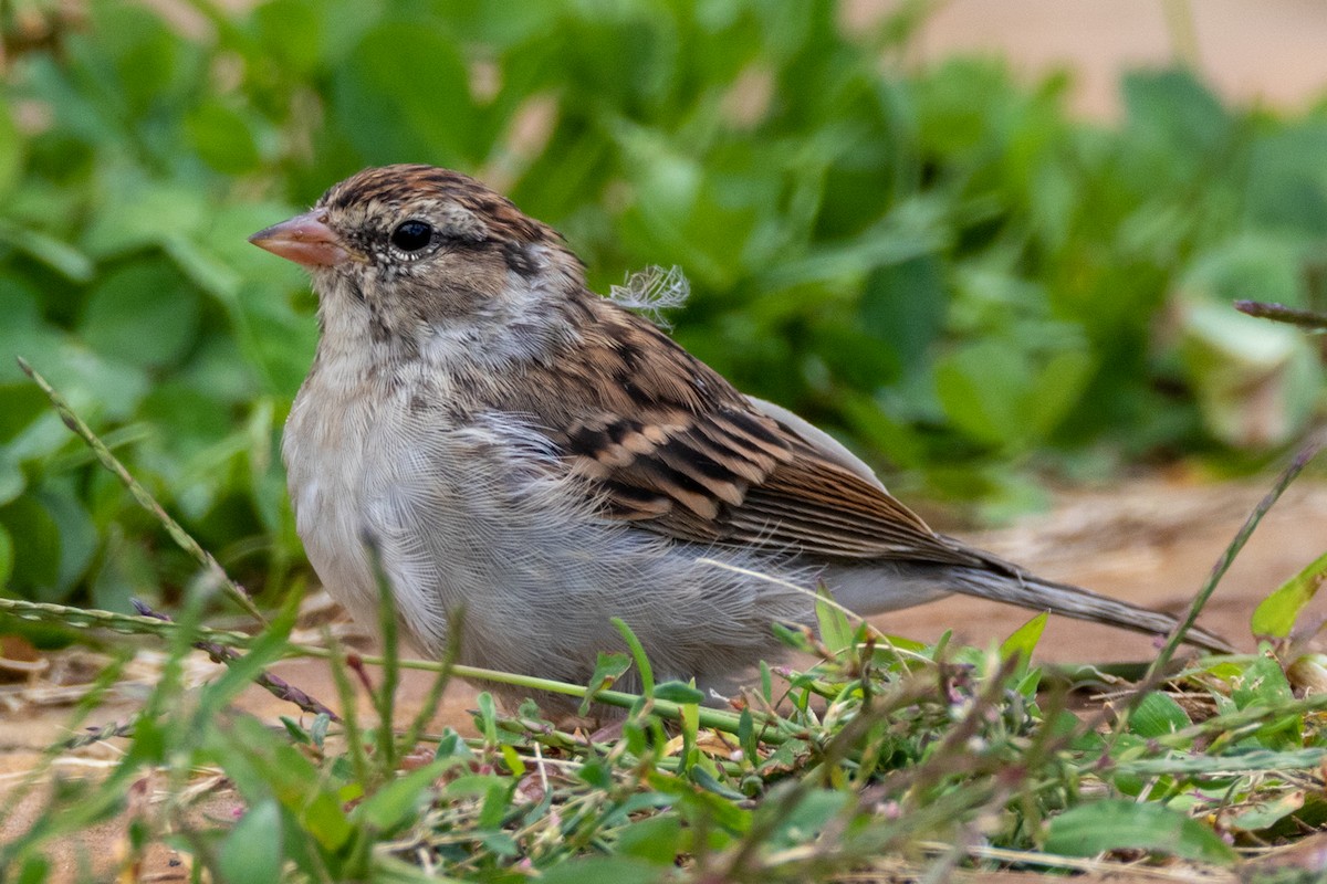 Chipping Sparrow - Luc Tremblay