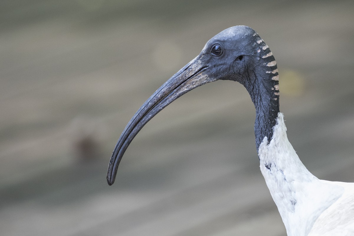 ibis australský - ML175895311