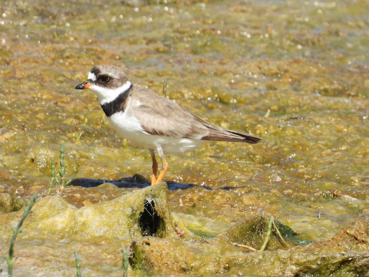 Semipalmated Plover - Alex Loos