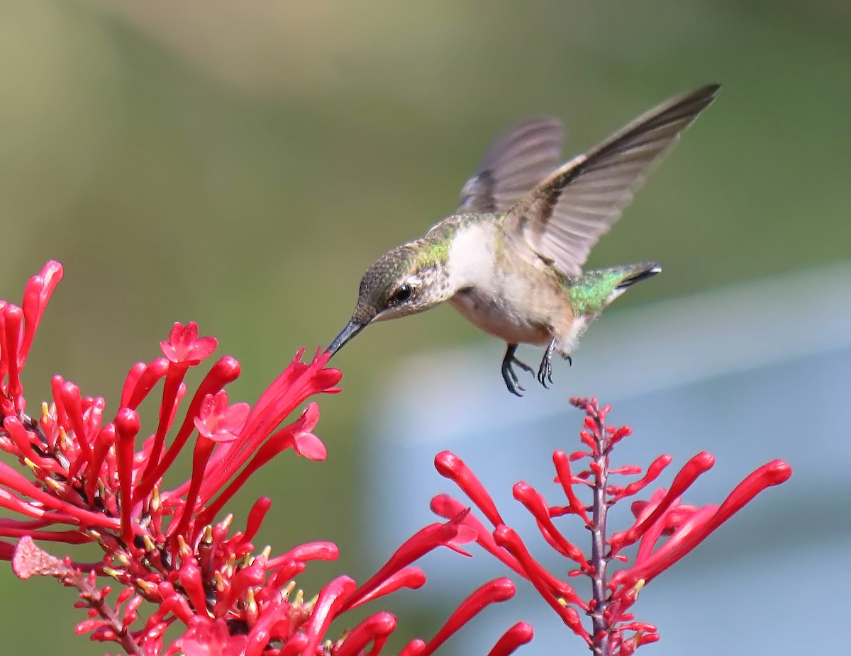 Ruby-throated Hummingbird - ML175897031