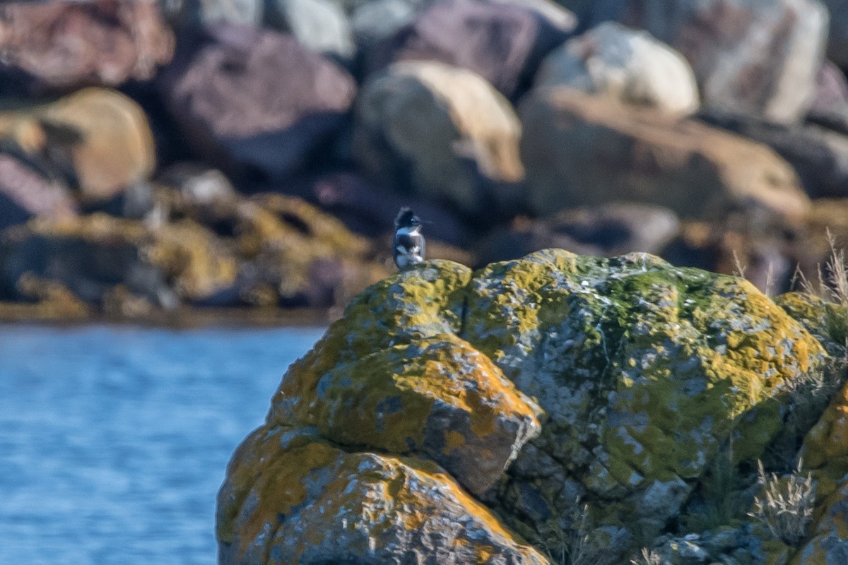Belted Kingfisher - ML175901731
