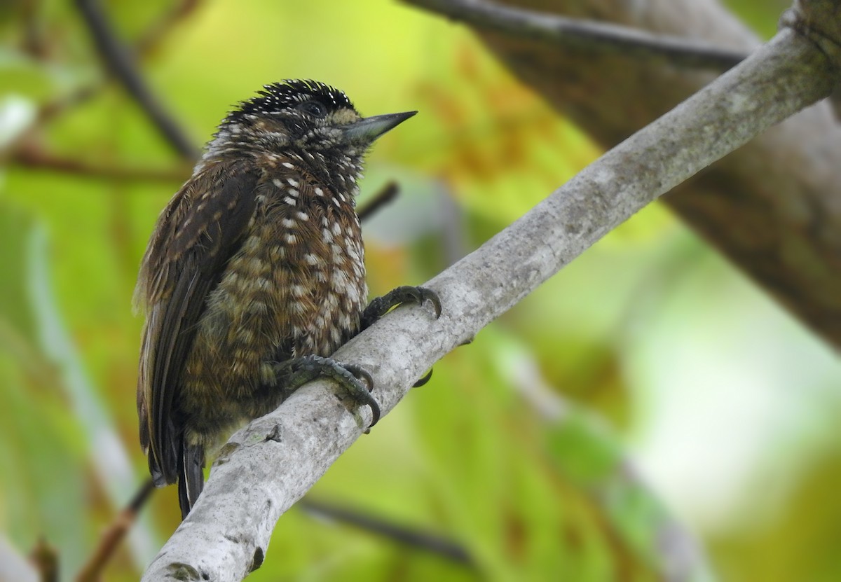 Spotted Piculet - ML175903321