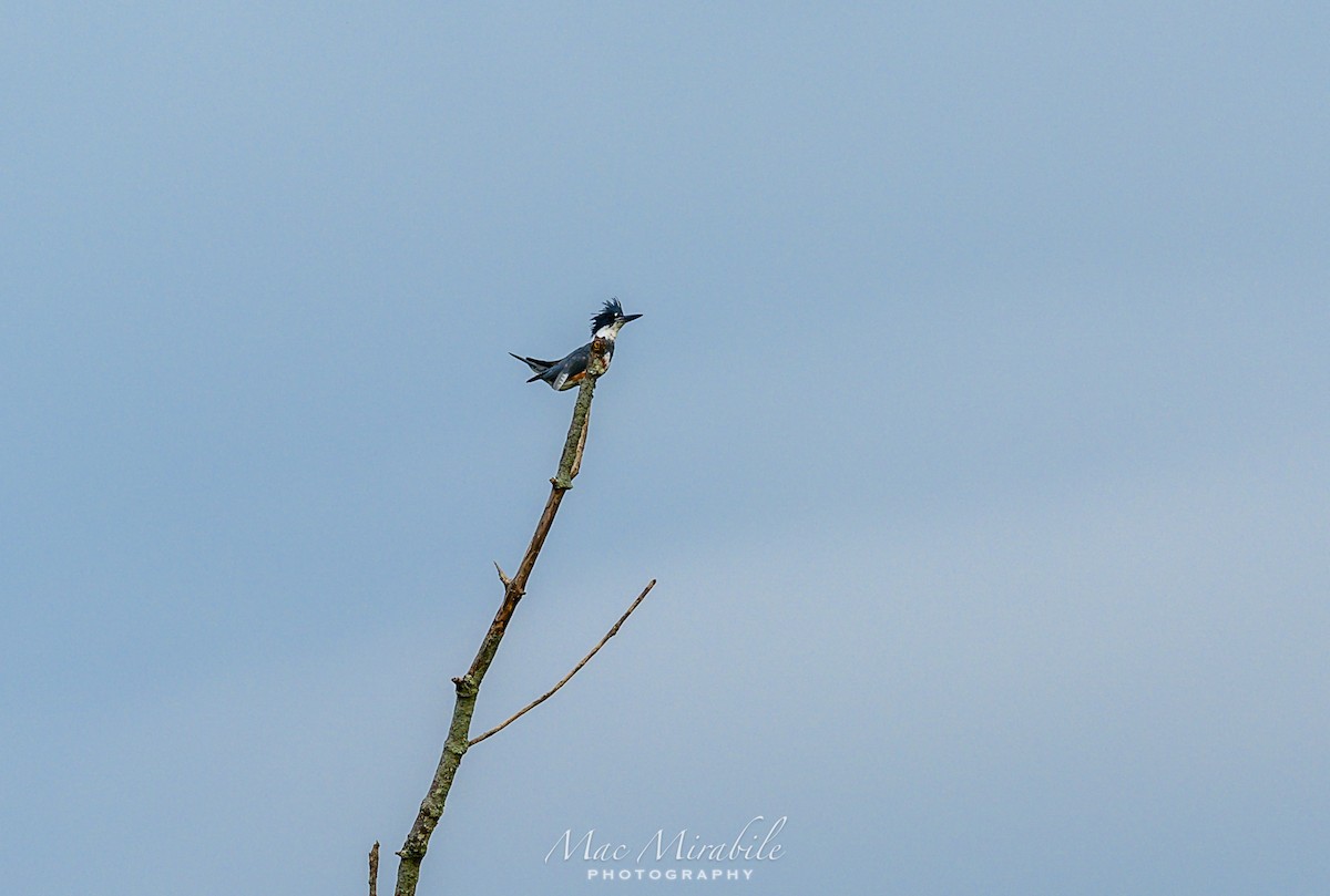 Belted Kingfisher - ML175904451