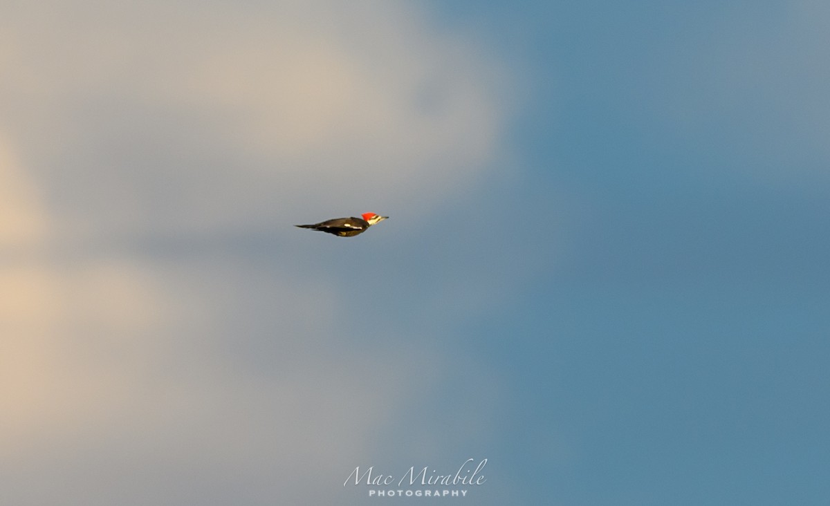 Pileated Woodpecker - ML175904511