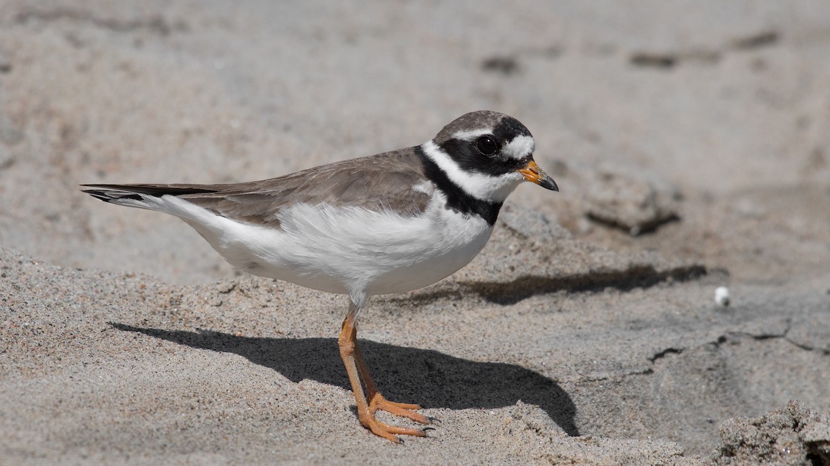 Common Ringed Plover - ML175907011