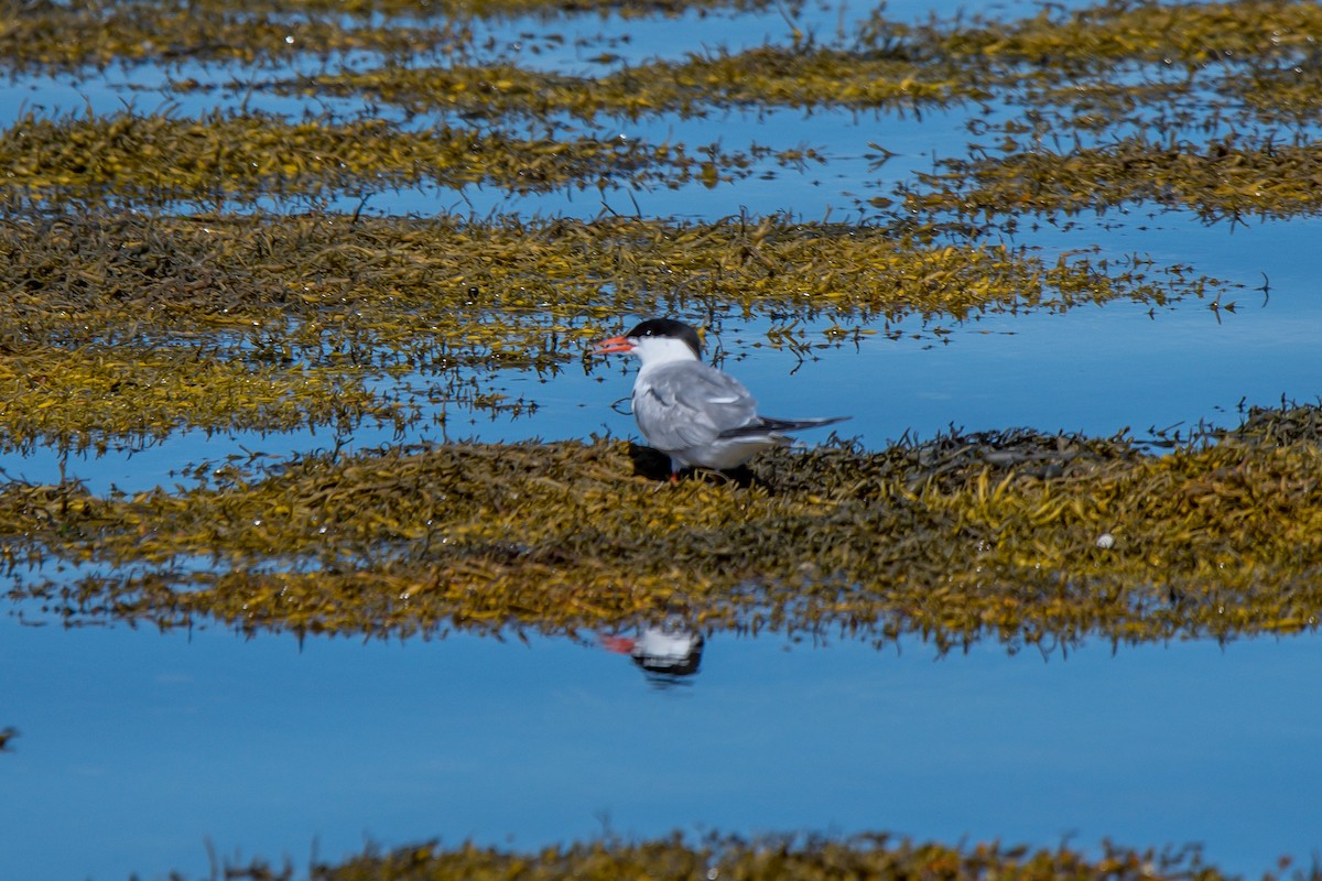Common Tern - ML175908901