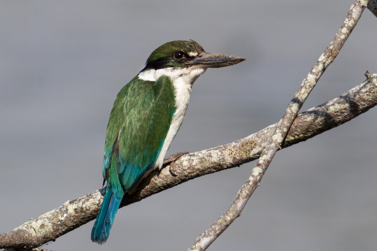 Torresian Kingfisher - ML175910131