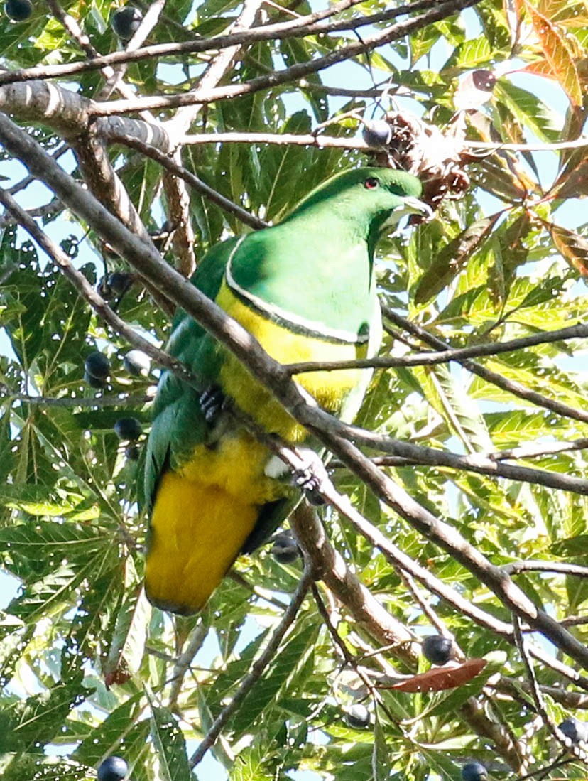 Cloven-feathered Dove - ML175913741