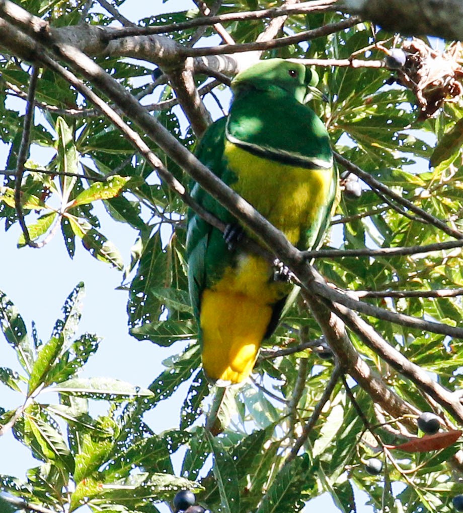 Cloven-feathered Dove - ML175913751