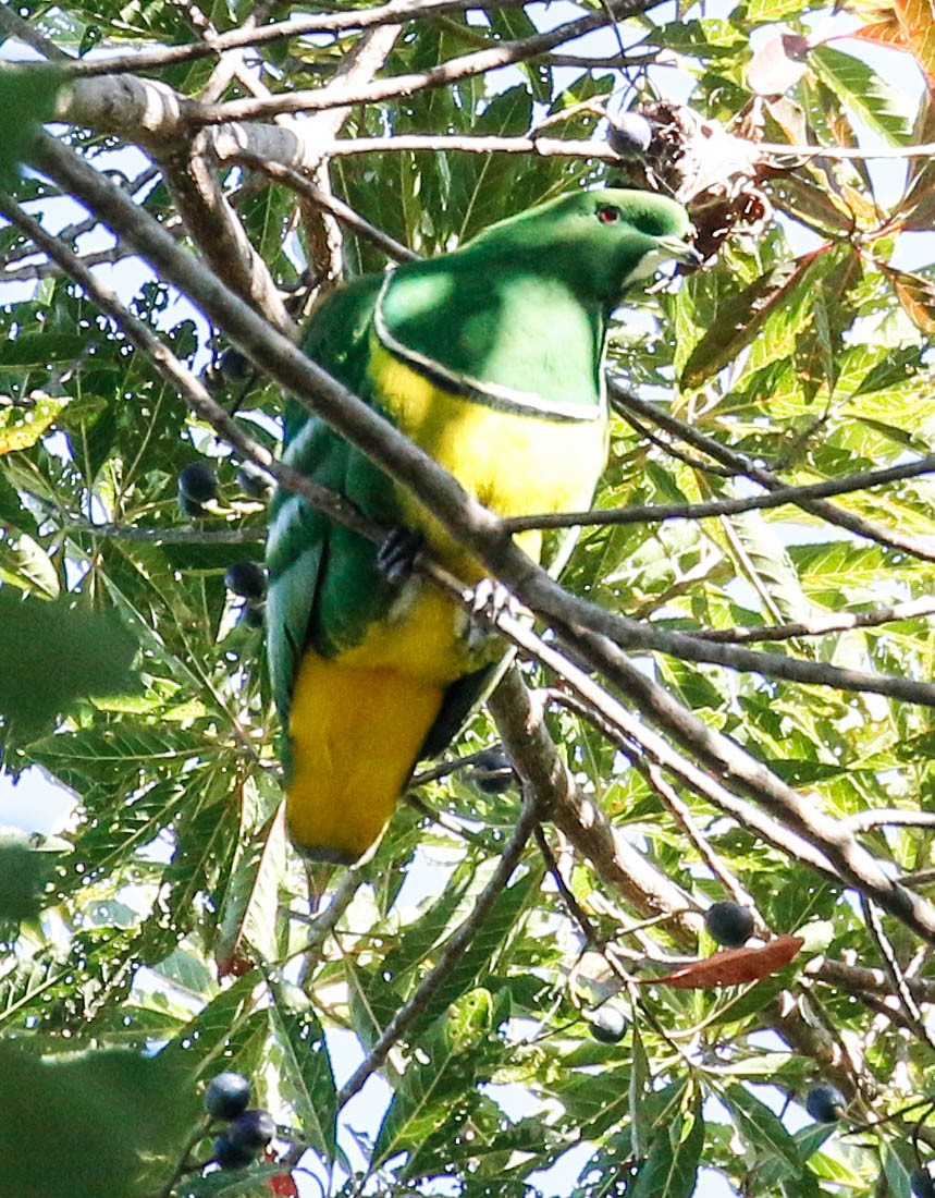 Cloven-feathered Dove - ML175913761