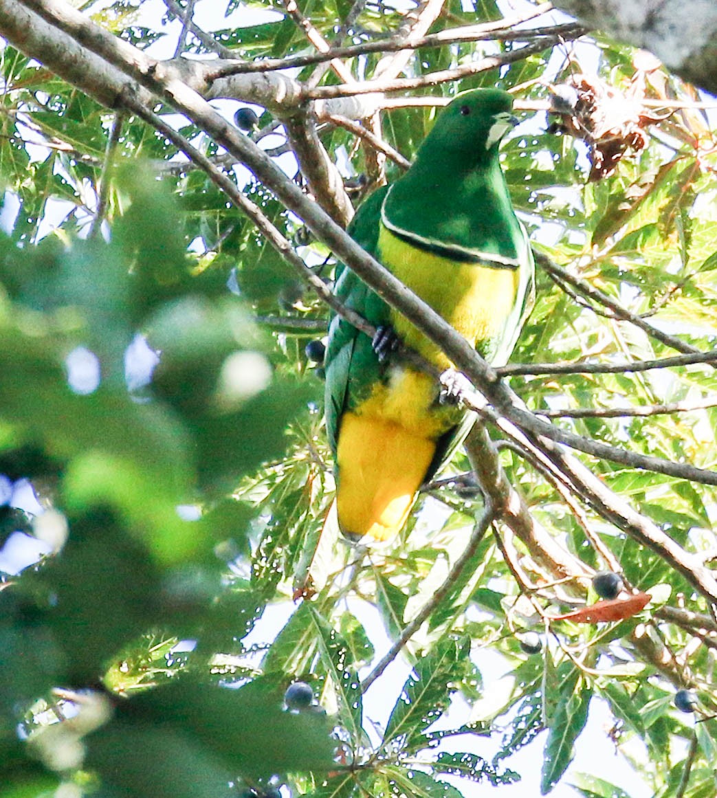 Cloven-feathered Dove - ML175913771
