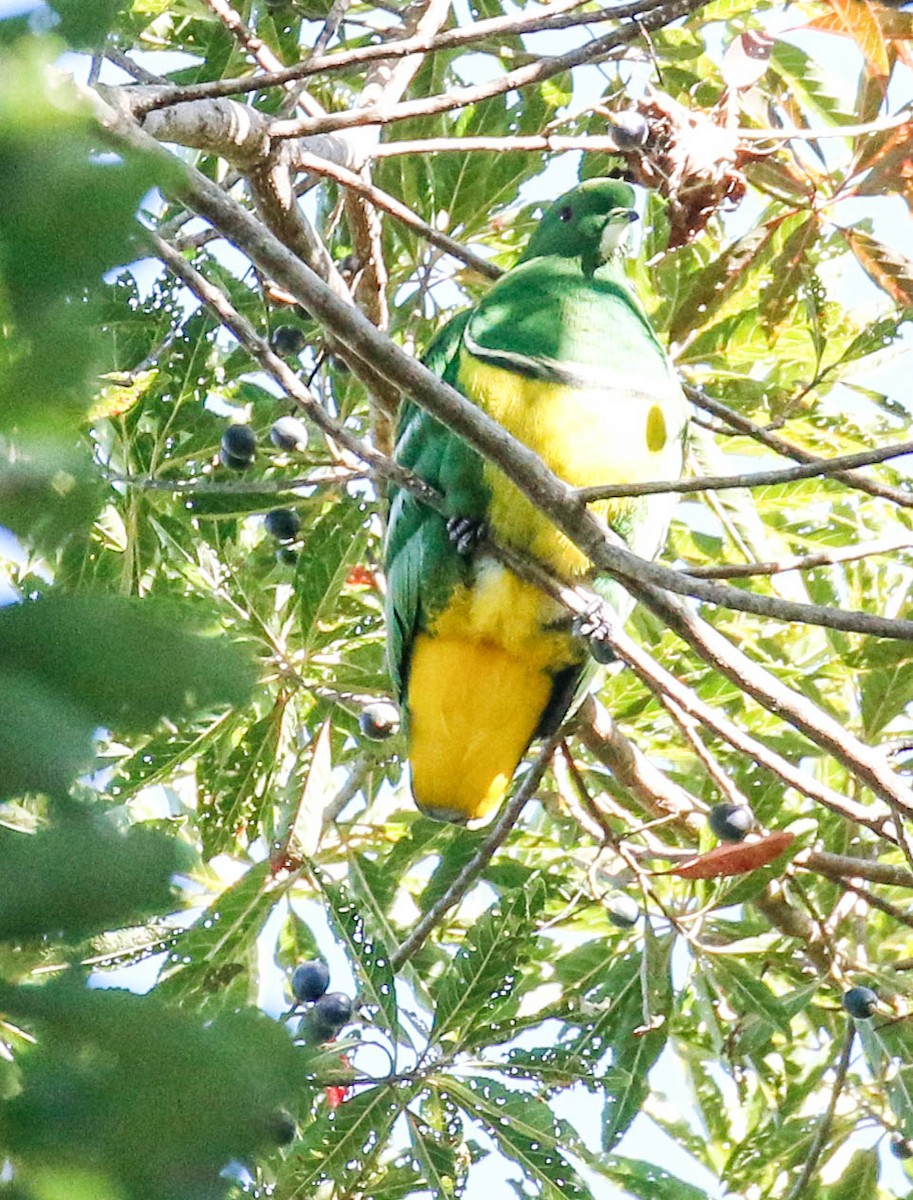 Cloven-feathered Dove - ML175913781