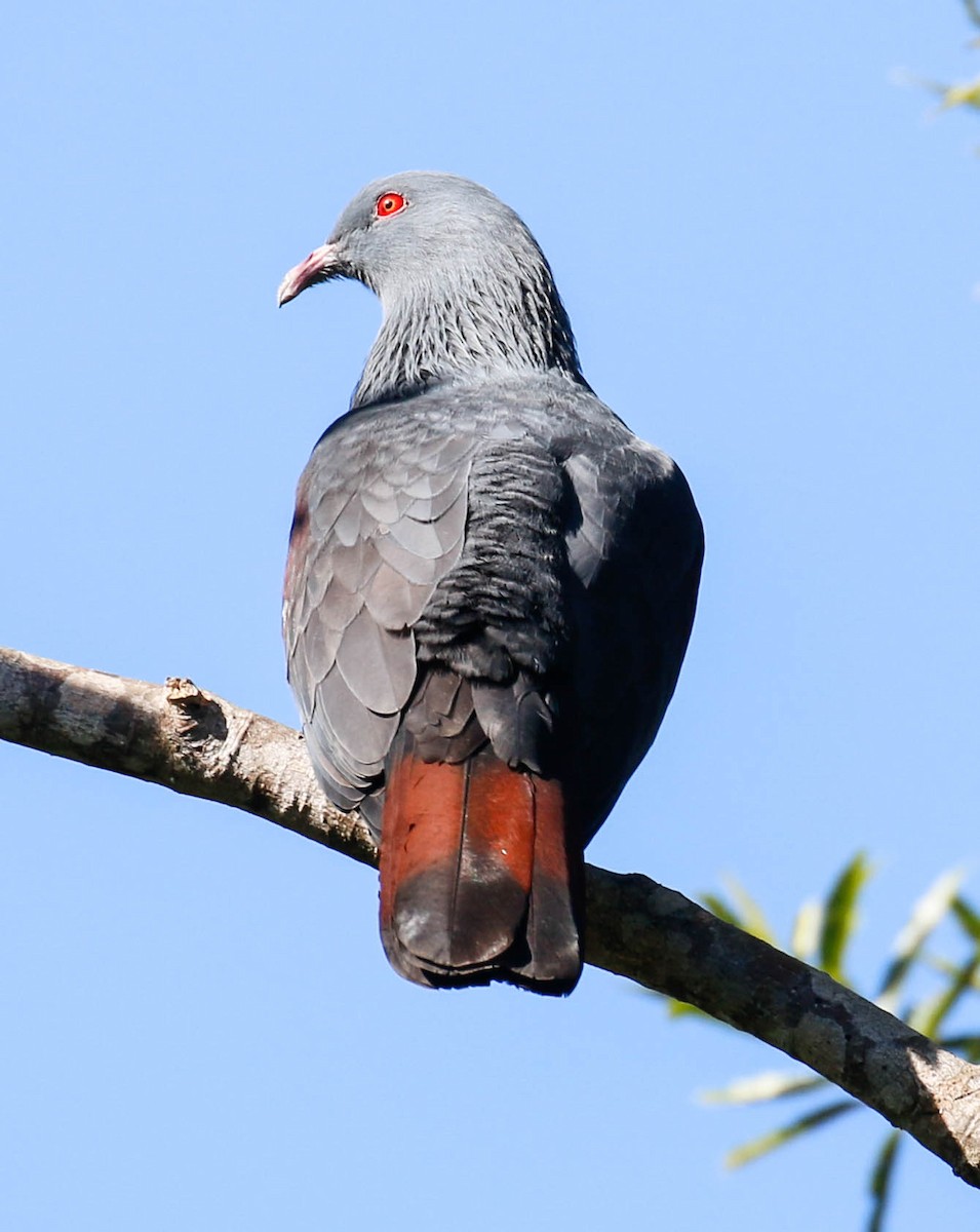 New Caledonian Imperial-Pigeon - ML175914021