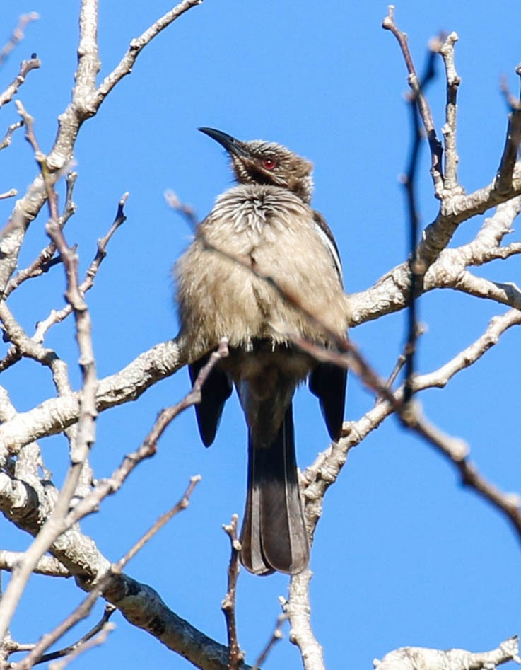 New Caledonian Friarbird - ML175914181