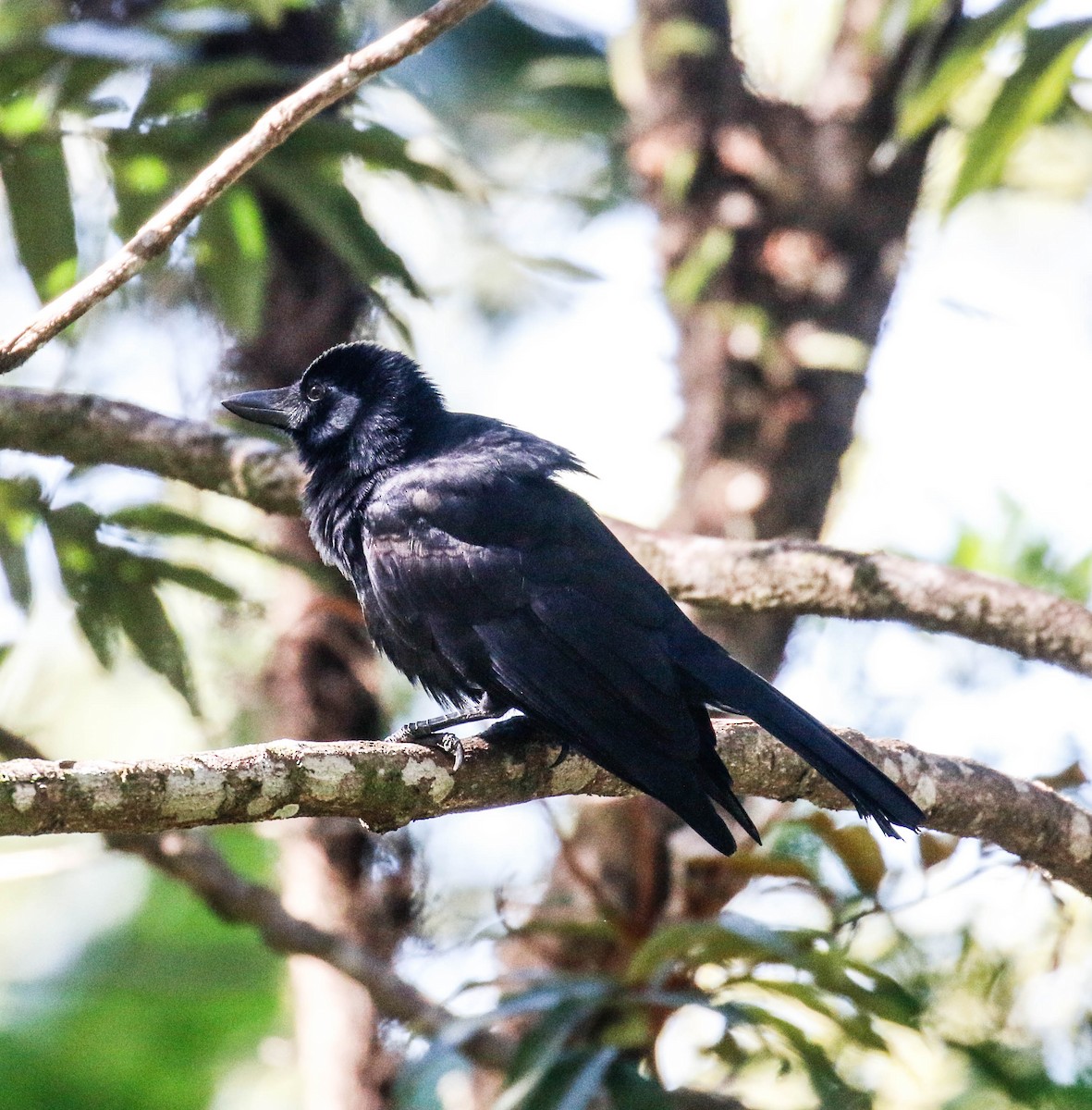 New Caledonian Crow - ML175914311
