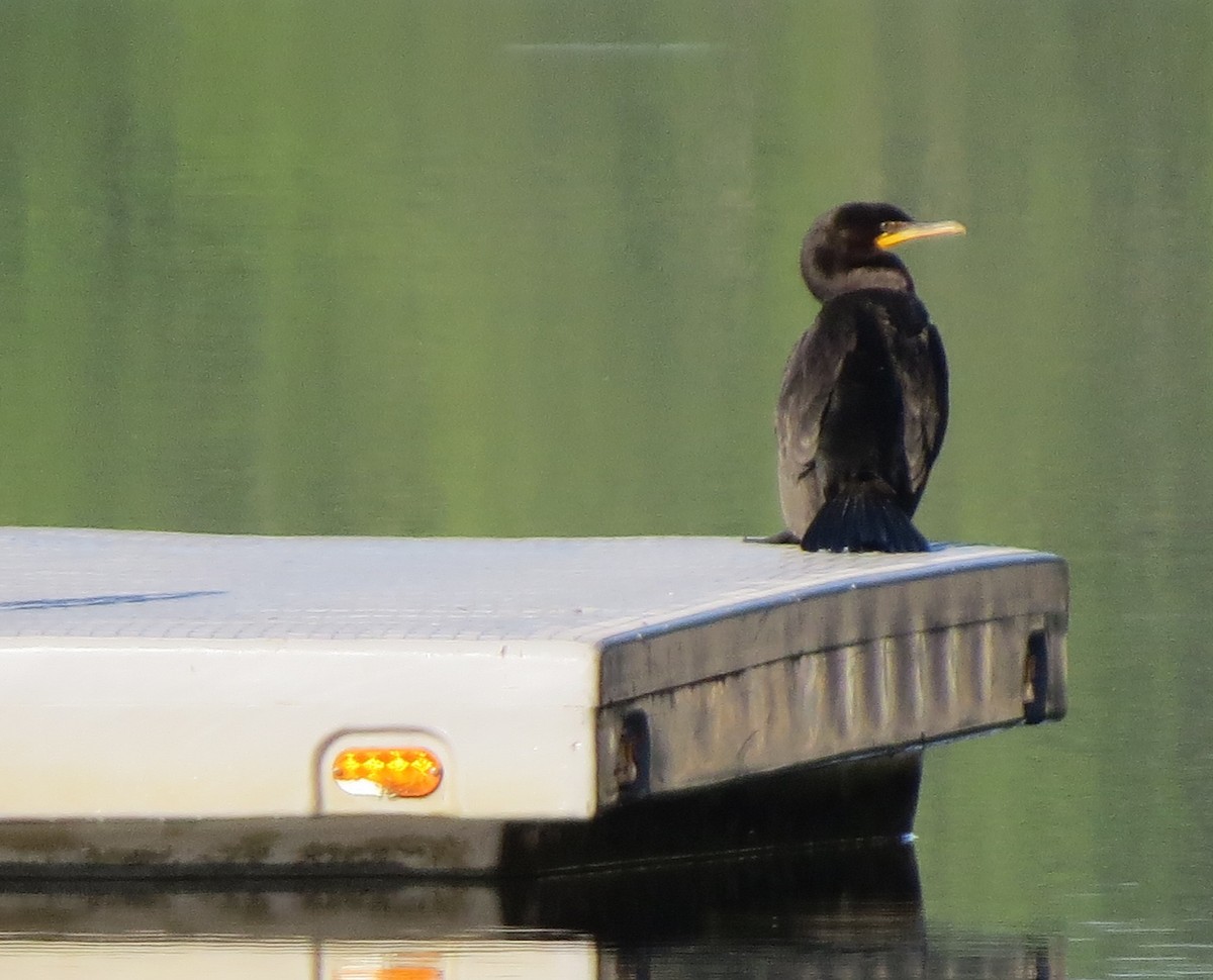 Double-crested Cormorant - Jerry Smith