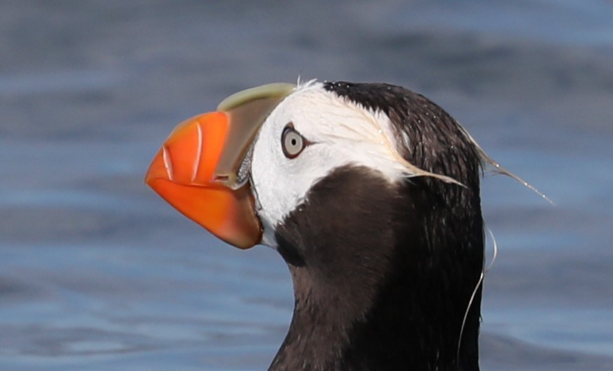 Tufted Puffin - Phil Green