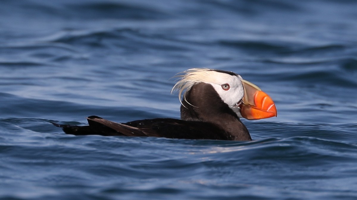 Tufted Puffin - ML175917171