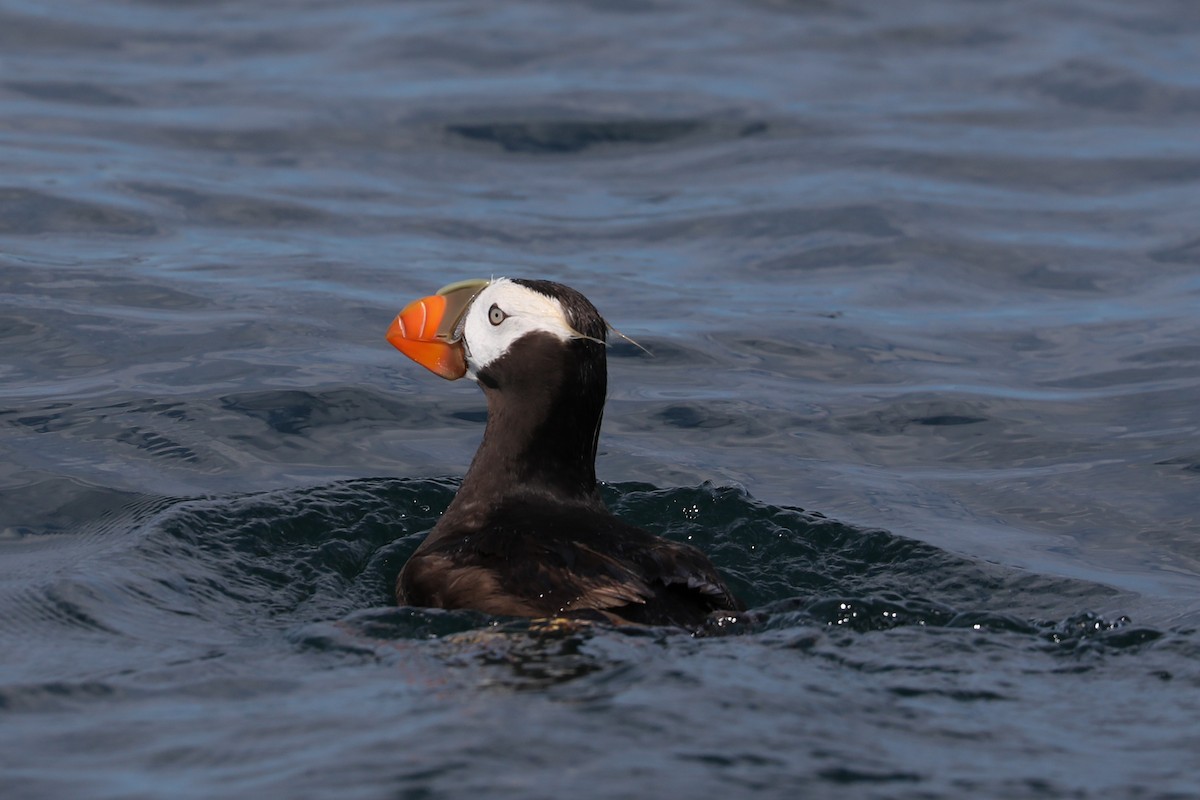 Tufted Puffin - ML175917271