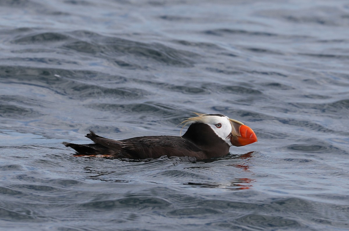 Tufted Puffin - ML175917291